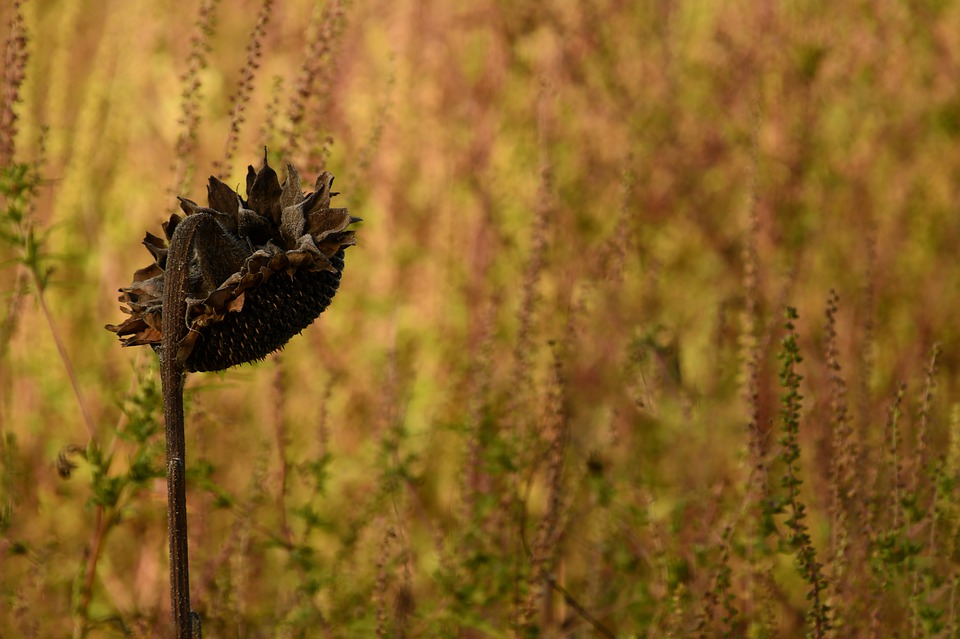 Autunno: allergie tipiche